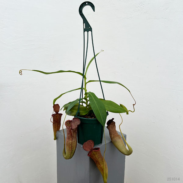 ネペンテス:マスターシアナ プルプレア(サンギネア×カーシアナ)5号吊り鉢