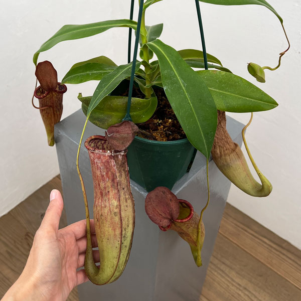 ネペンテス:マスターシアナ プルプレア(サンギネア×カーシアナ)5号吊り鉢