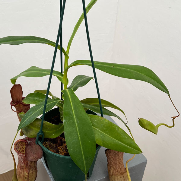 ネペンテス:マスターシアナ プルプレア(サンギネア×カーシアナ)5号吊り鉢