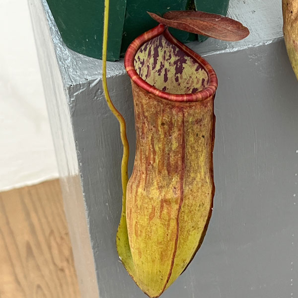 ネペンテス:マスターシアナ プルプレア(サンギネア×カーシアナ)5号吊り鉢