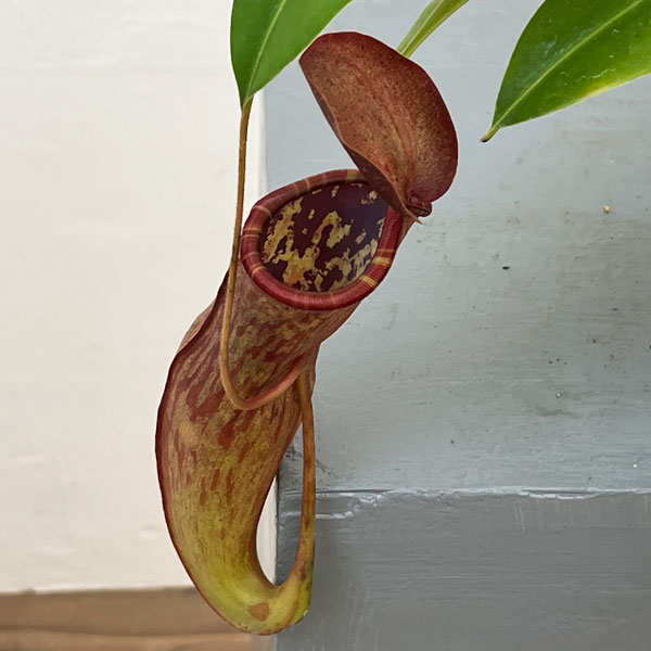 ネペンテス:マスターシアナ プルプレア(サンギネア×カーシアナ)5号吊り鉢