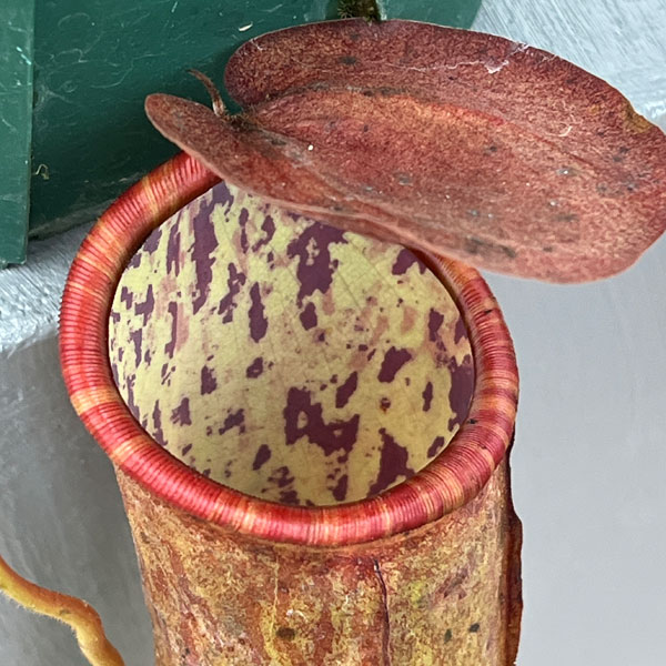 ネペンテス:マスターシアナ プルプレア(サンギネア×カーシアナ)5号吊り鉢