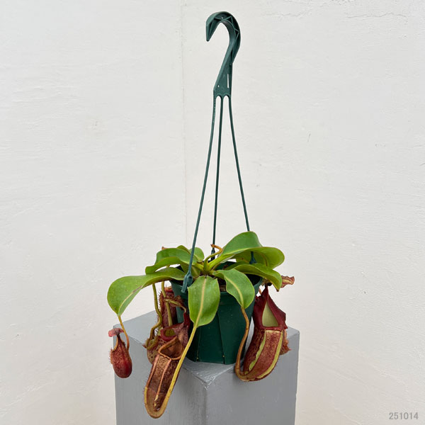 ネペンテス:(ボッシアナ×グランジュリフェラ)× ビーチ・バリオ・Y’s 5号吊り鉢