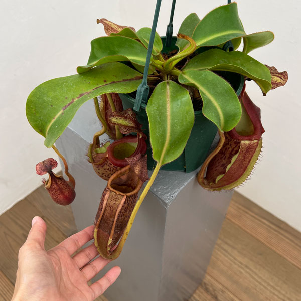 ネペンテス:(ボッシアナ×グランジュリフェラ)× ビーチ・バリオ・Y’s 5号吊り鉢