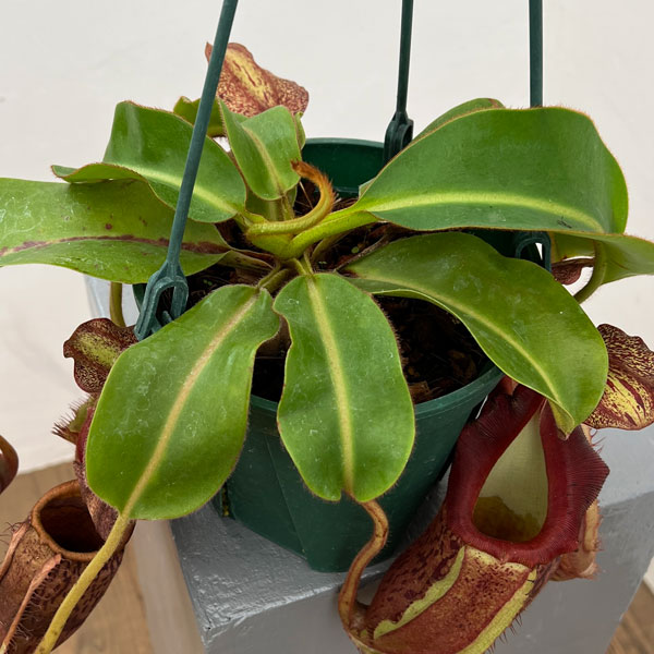 ネペンテス:(ボッシアナ×グランジュリフェラ)× ビーチ・バリオ・Y’s 5号吊り鉢