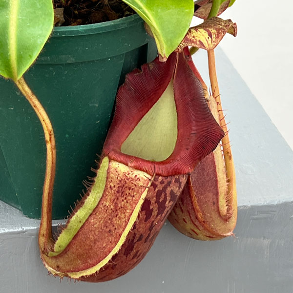 ネペンテス:(ボッシアナ×グランジュリフェラ)× ビーチ・バリオ・Y’s 5号吊り鉢