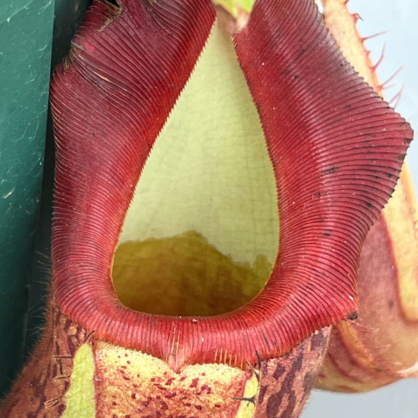 ネペンテス:(ボッシアナ×グランジュリフェラ)× ビーチ・バリオ・Y’s 5号吊り鉢