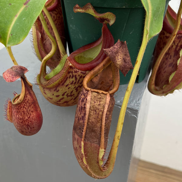 ネペンテス:(ボッシアナ×グランジュリフェラ)× ビーチ・バリオ・Y’s 5号吊り鉢