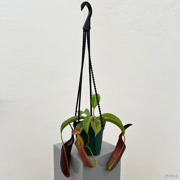 ネペンテス:コペランディ×ローウィ 5号吊り鉢