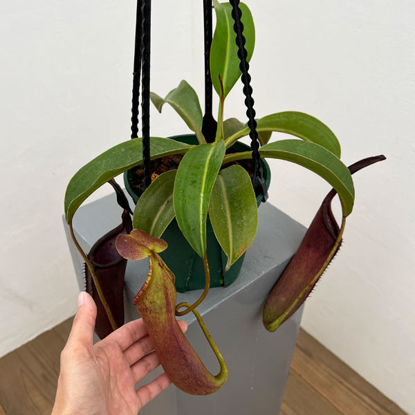 ネペンテス:コペランディ×ローウィ 5号吊り鉢