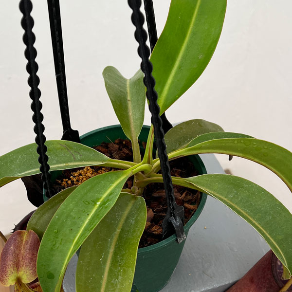 ネペンテス:コペランディ×ローウィ 5号吊り鉢