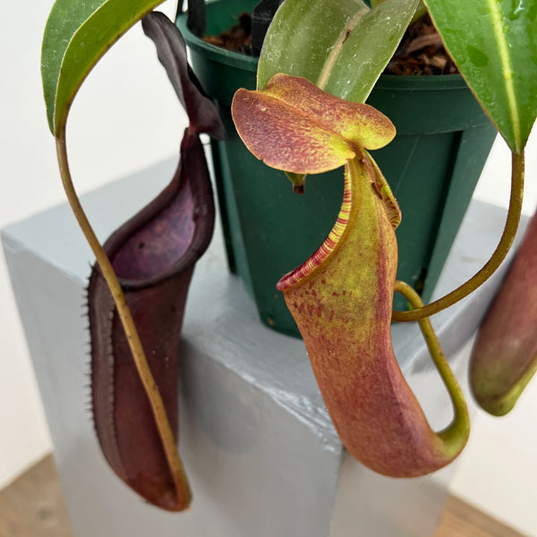 ネペンテス:コペランディ×ローウィ 5号吊り鉢