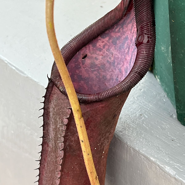 ネペンテス:コペランディ×ローウィ 5号吊り鉢