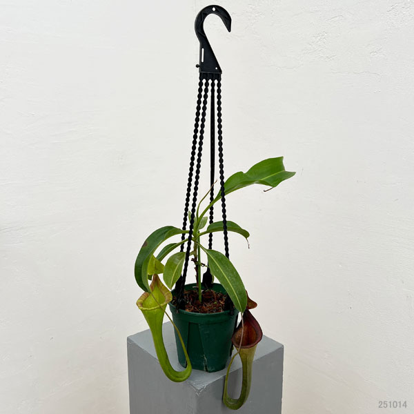 ネペンテス:マキシマ・ダーク×ローウィ EPH-1-19-4 5号吊り鉢