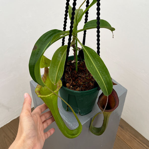 ネペンテス:マキシマ・ダーク×ローウィ EPH-1-19-4 5号吊り鉢