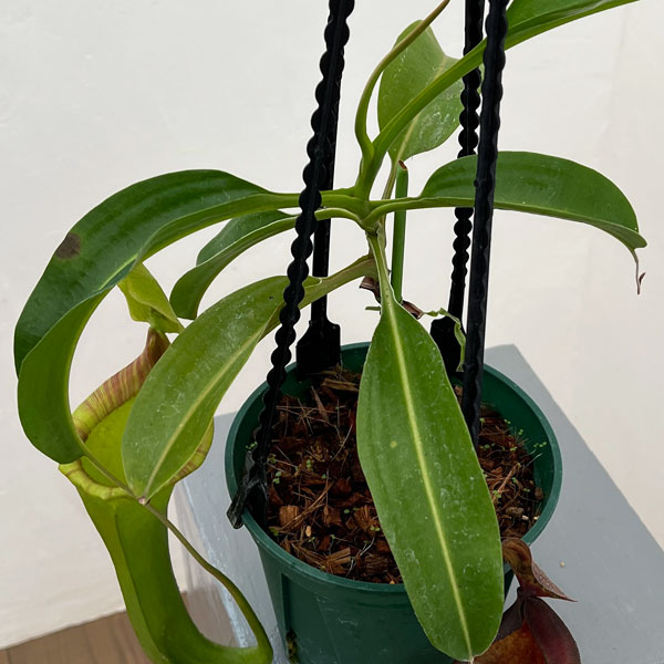 ネペンテス:マキシマ・ダーク×ローウィ EPH-1-19-4 5号吊り鉢