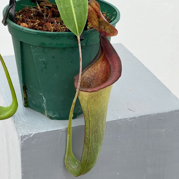 ネペンテス:マキシマ・ダーク×ローウィ EPH-1-19-4 5号吊り鉢