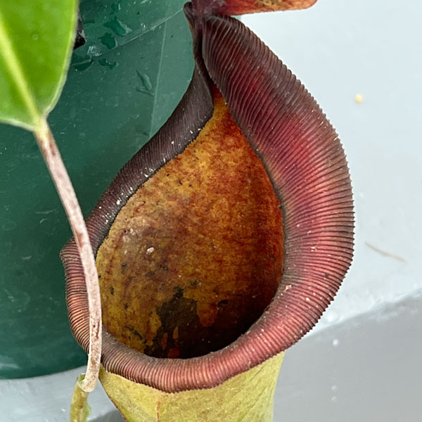 ネペンテス:マキシマ・ダーク×ローウィ EPH-1-19-4 5号吊り鉢