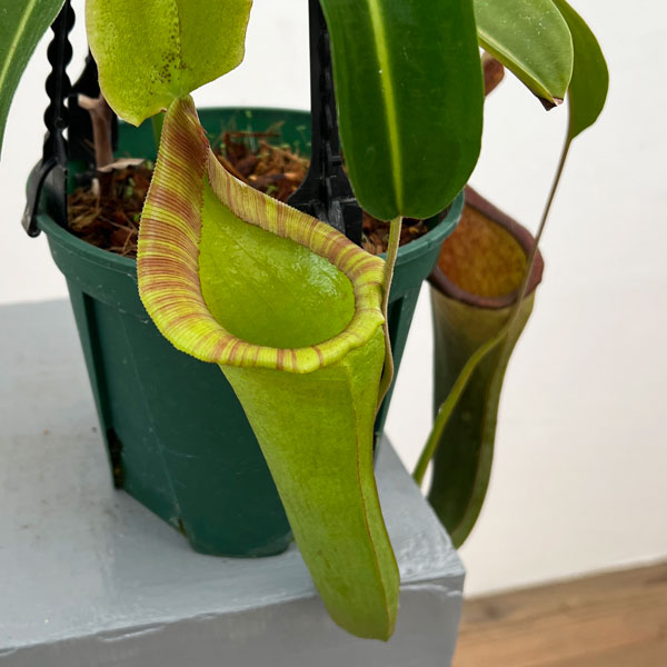 ネペンテス:マキシマ・ダーク×ローウィ EPH-1-19-4 5号吊り鉢