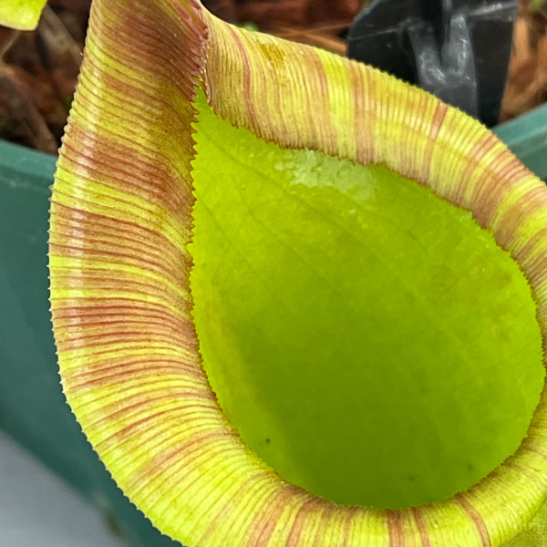 ネペンテス:マキシマ・ダーク×ローウィ EPH-1-19-4 5号吊り鉢