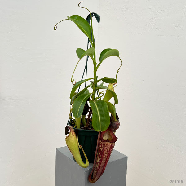 ネペンテス:マキシマ×(ローウィ×マクロフィラ) BE-3709-M 5号吊り鉢