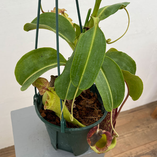 ネペンテス:マキシマ×(ローウィ×マクロフィラ) BE-3709-M 5号吊り鉢