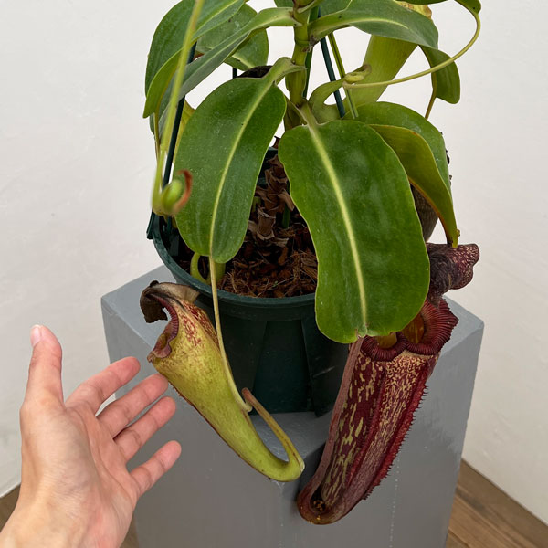 ネペンテス:マキシマ×(ローウィ×マクロフィラ) BE-3709-M 5号吊り鉢