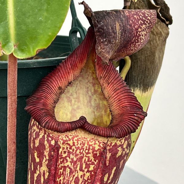 ネペンテス:マキシマ×(ローウィ×マクロフィラ) BE-3709-M 5号吊り鉢