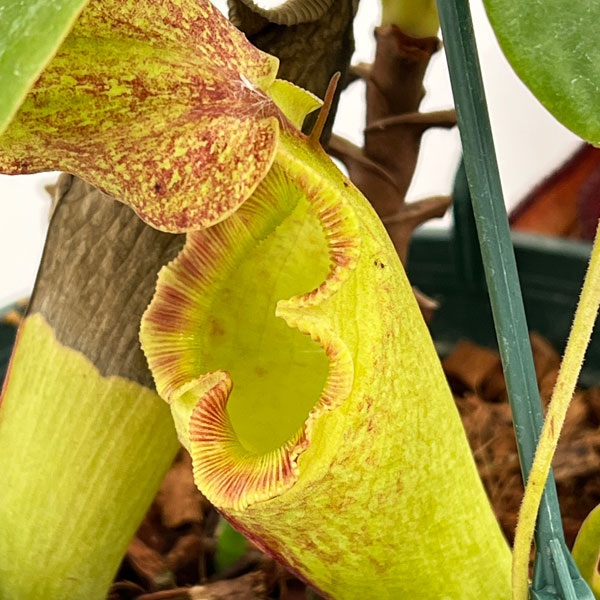 ネペンテス:マキシマ×(ローウィ×マクロフィラ) BE-3709-M 5号吊り鉢