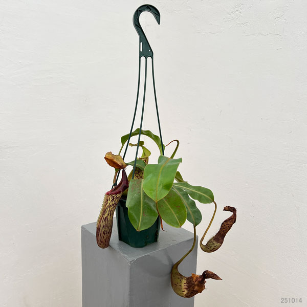 ネペンテス:(ビーチー×プラティカイラ)-BE-3213 × ボッシアナ-BE-3643 5号吊り鉢