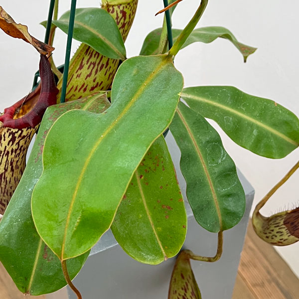 ネペンテス:(ビーチー×プラティカイラ)-BE-3213 × ボッシアナ-BE-3643 5号吊り鉢