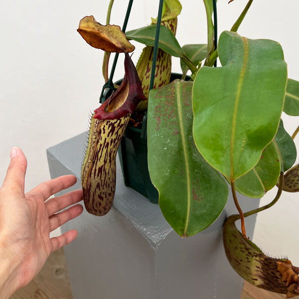 ネペンテス:(ビーチー×プラティカイラ)-BE-3213 × ボッシアナ-BE-3643 5号吊り鉢