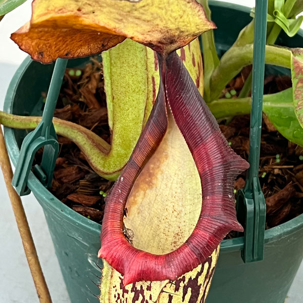 ネペンテス:(ビーチー×プラティカイラ)-BE-3213 × ボッシアナ-BE-3643 5号吊り鉢