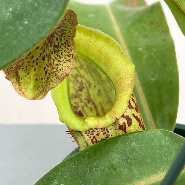 ネペンテス:(ビーチー×プラティカイラ)-BE-3213 × ボッシアナ-BE-3643 5号吊り鉢