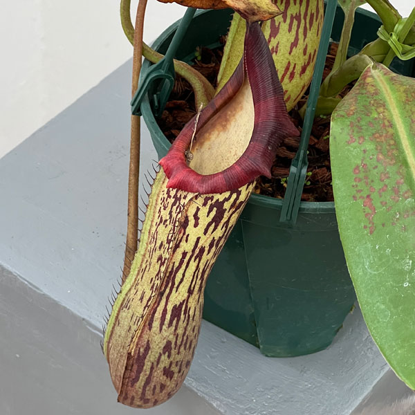 ネペンテス:(ビーチー×プラティカイラ)-BE-3213 × ボッシアナ-BE-3643 5号吊り鉢