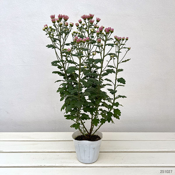 EMS（エムズ）マム（コギク系）：サナ3.5号ポット