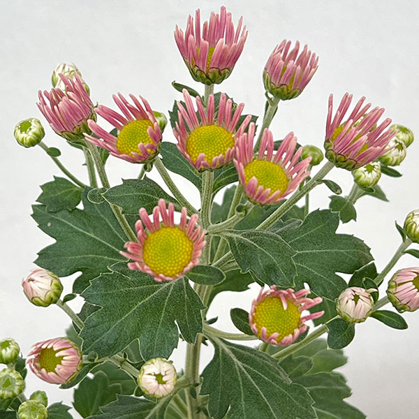 EMS（エムズ）マム（コギク系）：サナ3.5号ポット