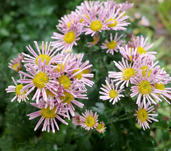 EMS（エムズ）マム（コギク系）：サナ3.5号ポット