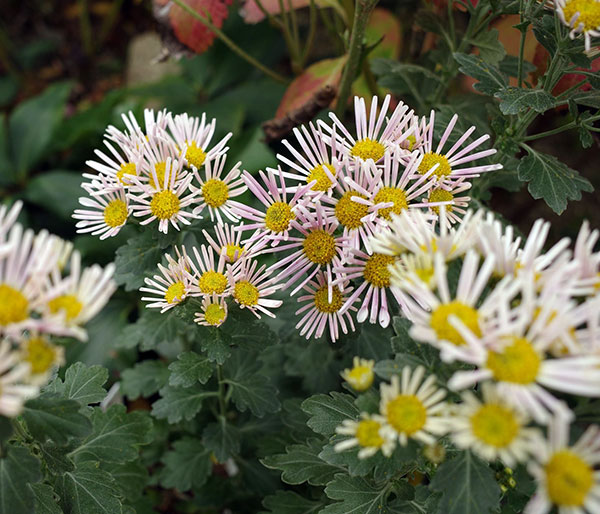 EMS（エムズ）マム（コギク系）：サナ3.5号ポット