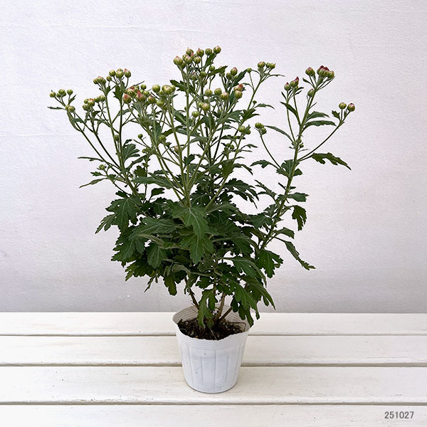 EMS（エムズ）マム（コギク系）：ココ3.5号ポット