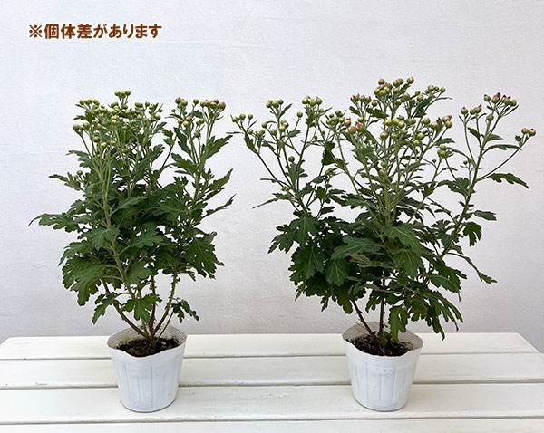 EMS（エムズ）マム（コギク系）：ココ3.5号ポット