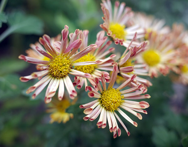 EMS（エムズ）マム（コギク系）：ココ3.5号ポット