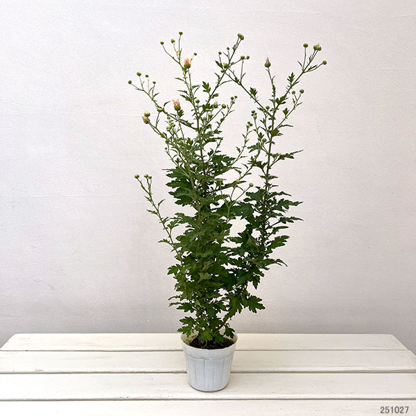 EMS（エムズ）マム（コギク系）：リン3.5号ポット