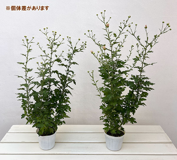 EMS（エムズ）マム（コギク系）：リン3.5号ポット