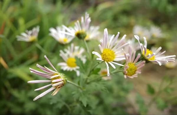 EMS（エムズ）マム（コギク系）：リン3.5号ポット