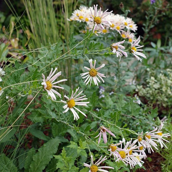 EMS（エムズ）マム（コギク系）：リン3.5号ポット