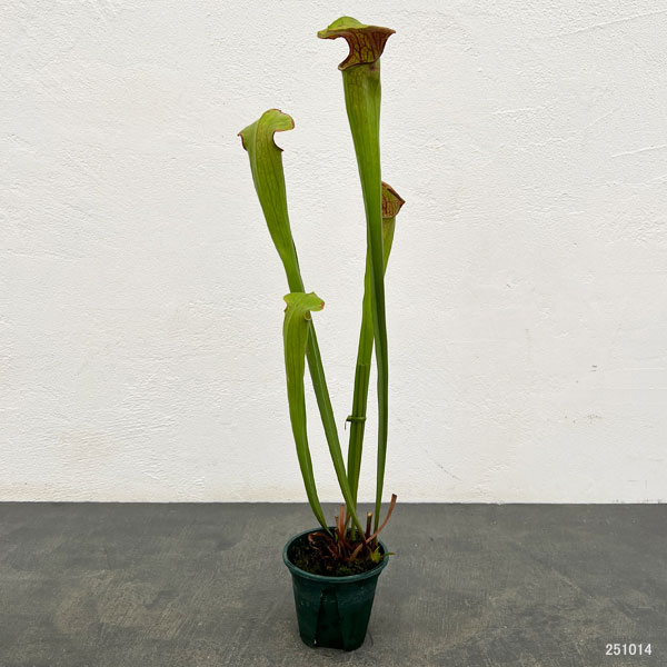 サラセニア：オレオフィラ　ボアズポンド、 アラバマ、 USA　3号ポット