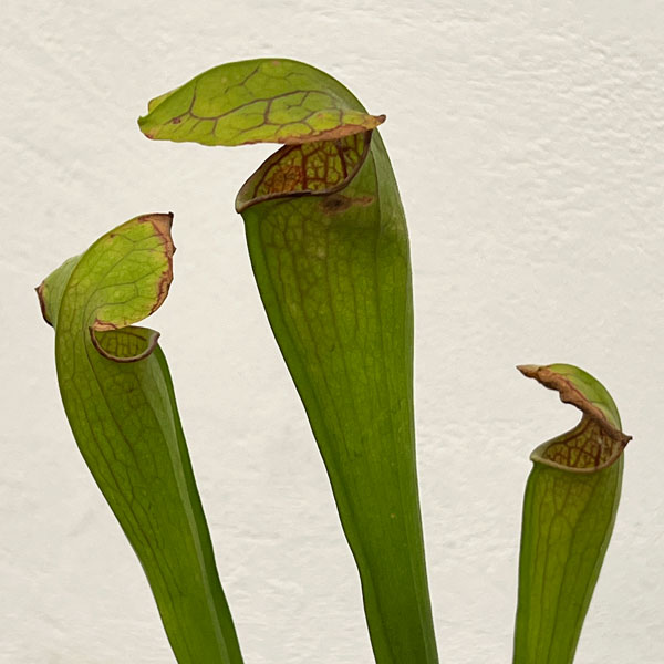 サラセニア：オレオフィラ　ボアズポンド、 アラバマ、 USA　3号ポット