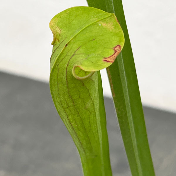 サラセニア：オレオフィラ　ボアズポンド、 アラバマ、 USA　3号ポット