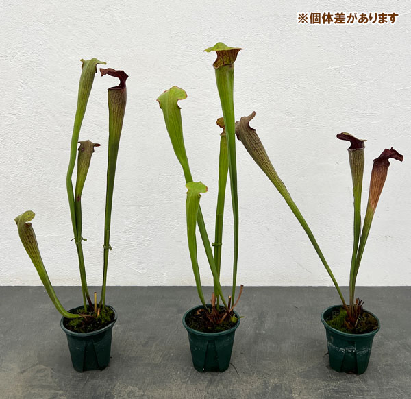 サラセニア：オレオフィラ　ボアズポンド、 アラバマ、 USA　3号ポット